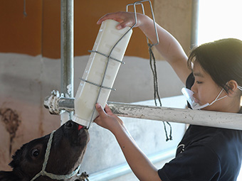 写真：校内で生まれた子牛にミルクを与える様子