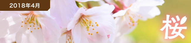 2018年4月号 桜
