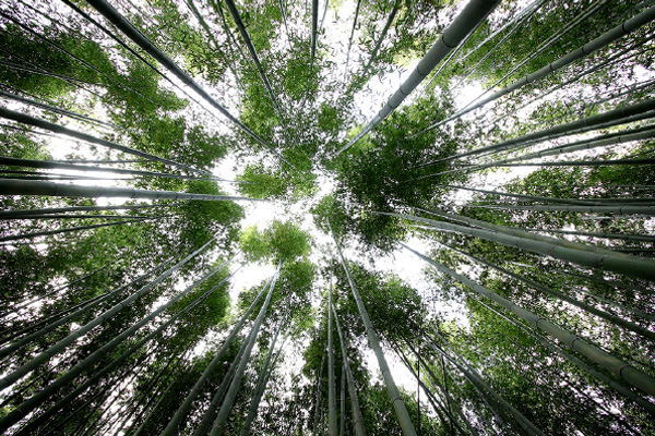 写真:竹を知りつくした職人に学ぶ!竹の栽培と匠の技