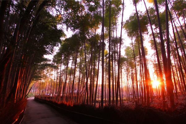 写真:身近で不思議なタケの生態に迫る!