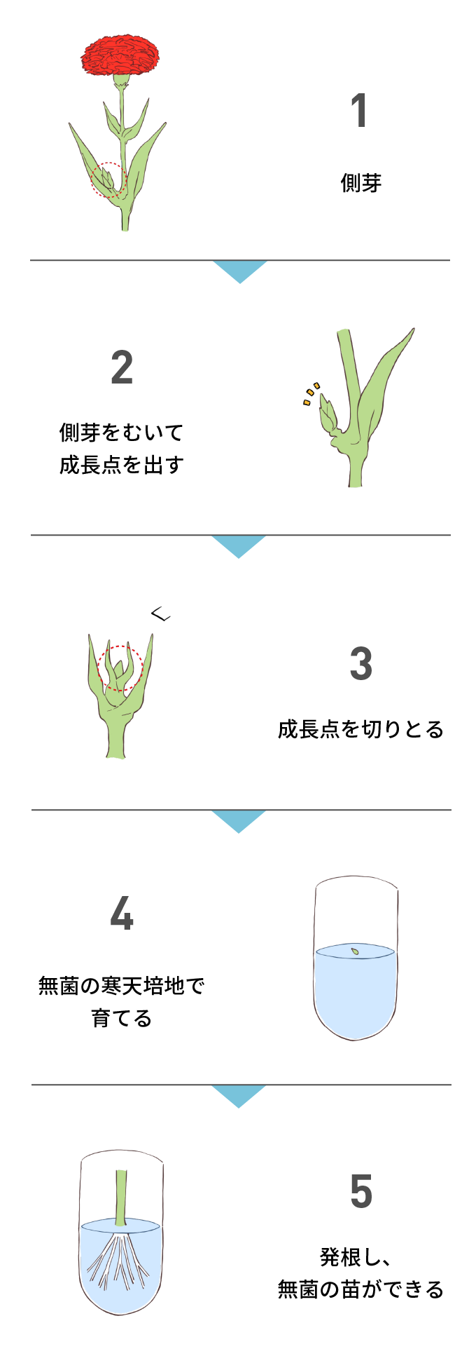 画像:組織培養のステップ