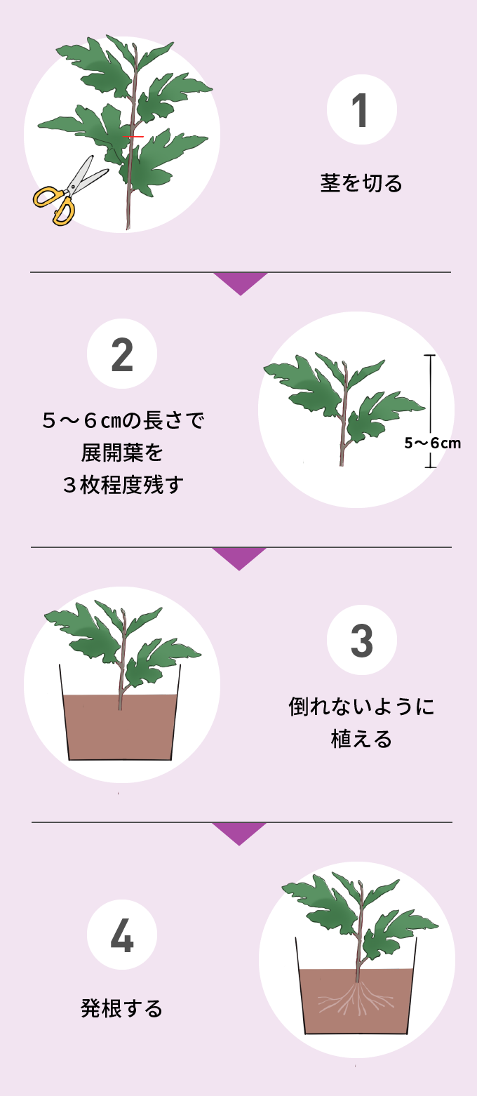 画像:挿し木のステップ