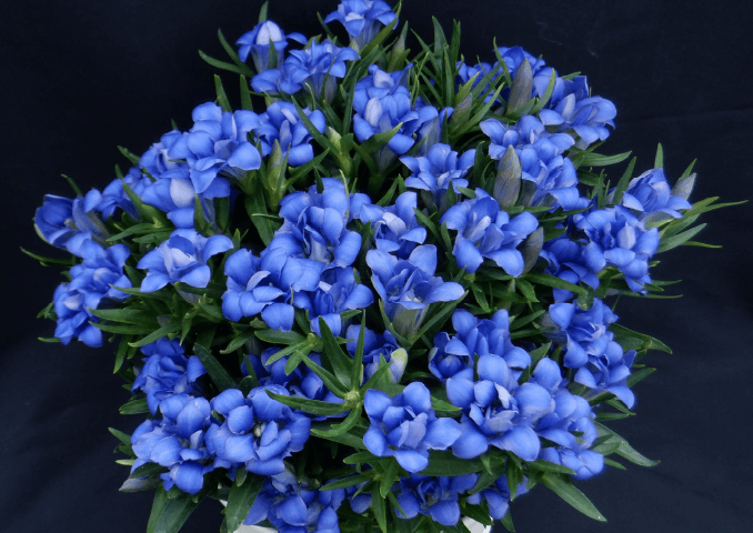 写真:八重咲りんどう