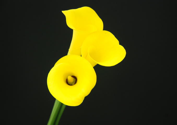 写真:キビタンイエロー