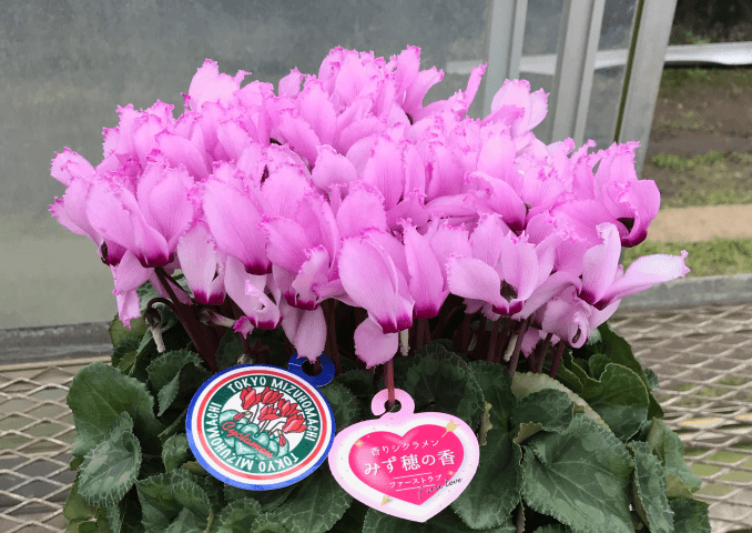 写真:みず穂の香