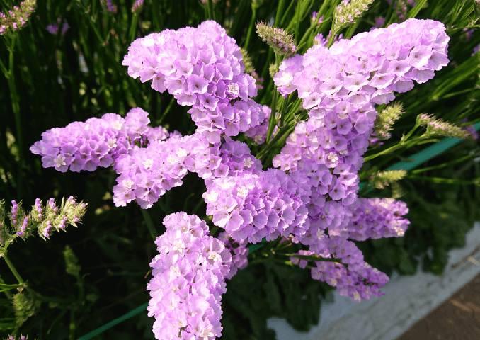 写真:紀州ファインライラック