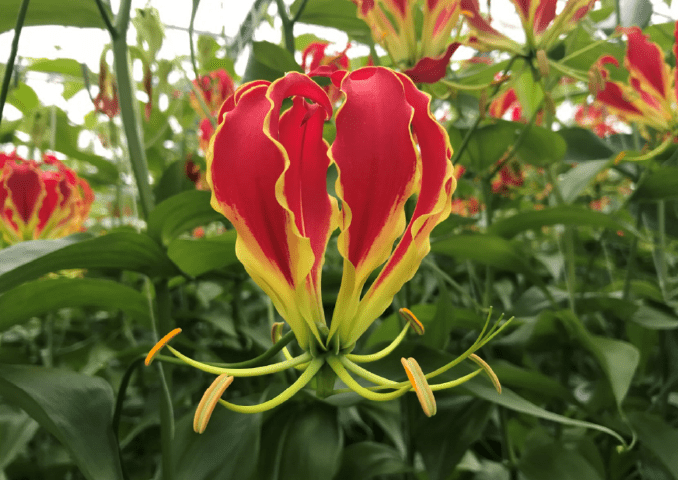 写真:サザンウィンド