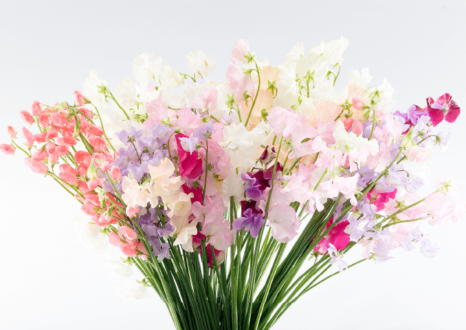 写真:オリジナルスイートピー