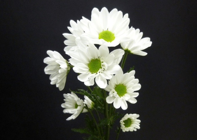 写真:太陽のマライカ