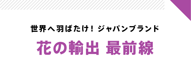世界へ羽ばたけ! ジャパンブランド 花の輸出 最前線