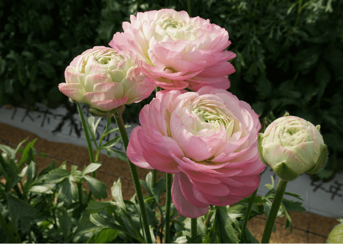 写真:ラナンキュラス