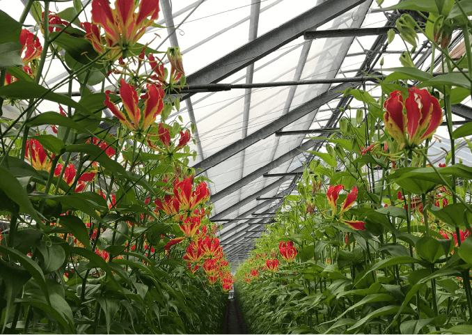 写真:グロリオサ