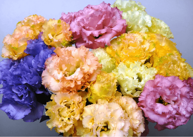 写真:トルコキキョウ