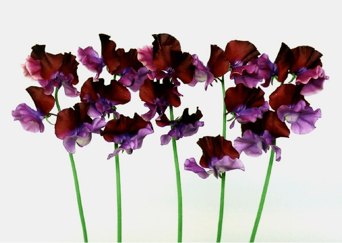 写真:スイートピー