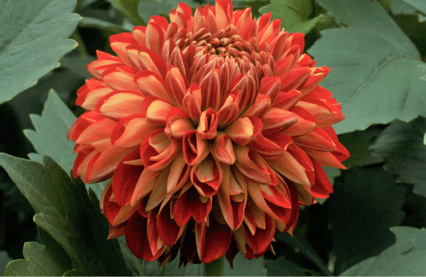 写真：メダリスト