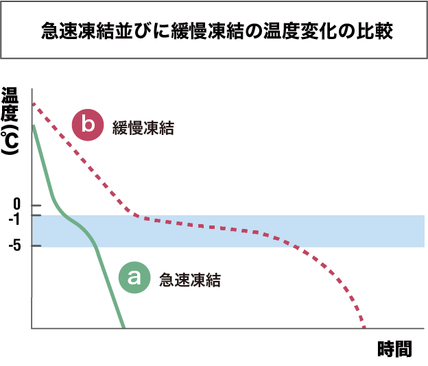 グラフ:急速凍結並びに緩慢凍結の温度変化の比較