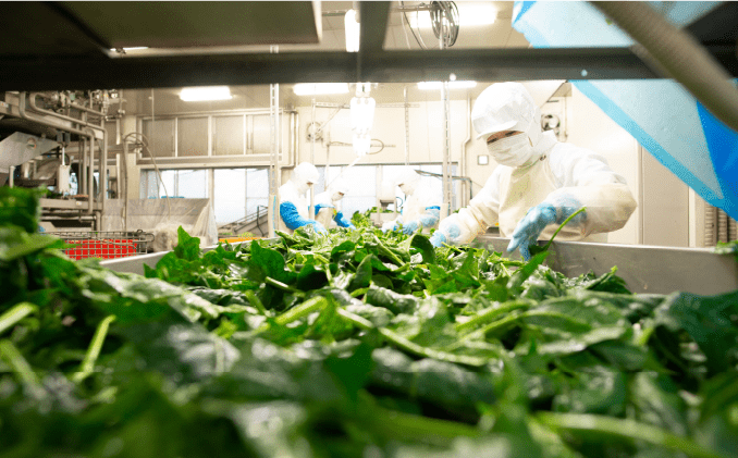 手作業によるライン選別画像