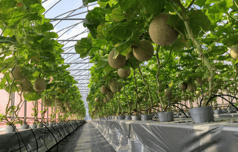 大学連載01画像