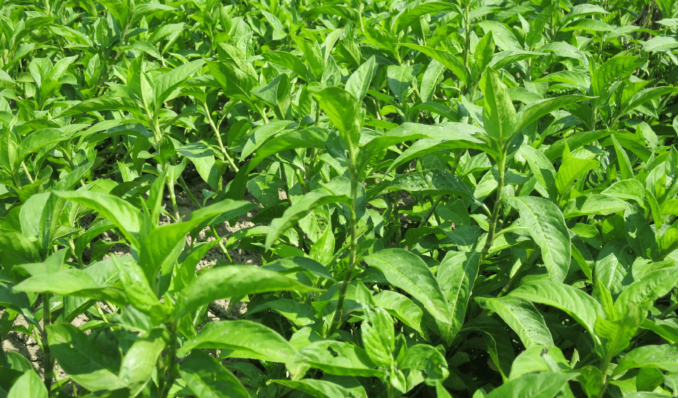 低カリウムを実現した島根大学の「しまね夢メロン」