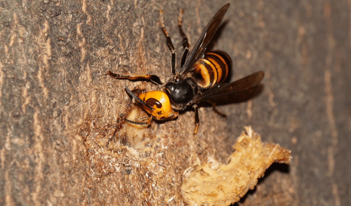スズメバチ画像