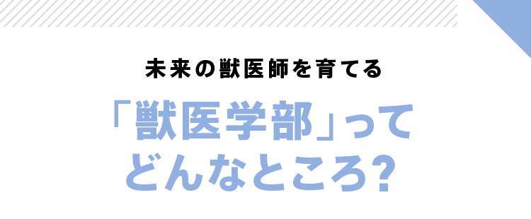 未来の獣医師を育てる 「獣医学部」ってどんなところ?