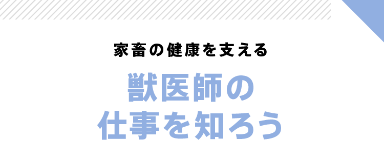 家畜の健康を支える 獣医師の仕事を知ろう