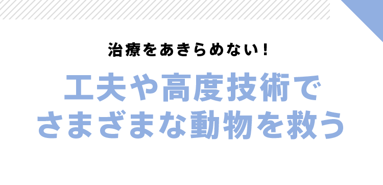 治療をあきらめない！工夫や高度技術でさまざまな動物を救う