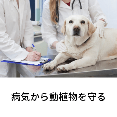 2020年2月号 病気から動植物を守る