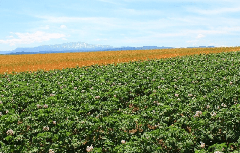 大学連載02画像