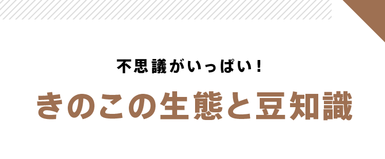 不思議がいっぱい!きのこの生態と豆知識