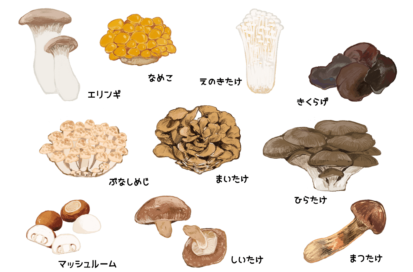 きのこのイラスト