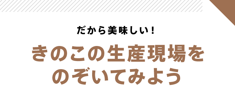 だから美味しい!きのこの生産現場をのぞいてみよう
