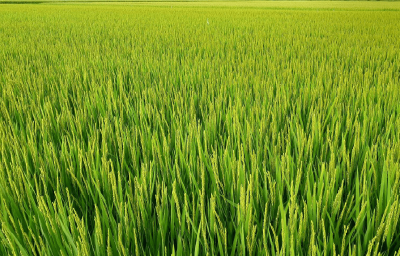 大学連載01画像