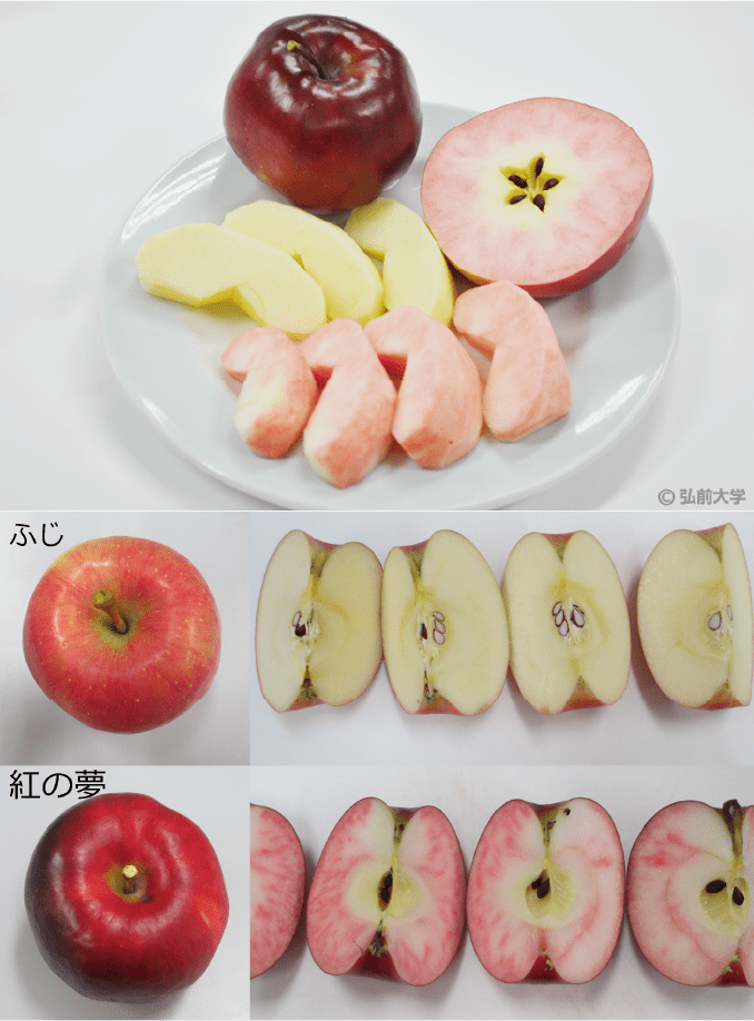 「画像：ふじ」と「紅の夢」の切る前切った後