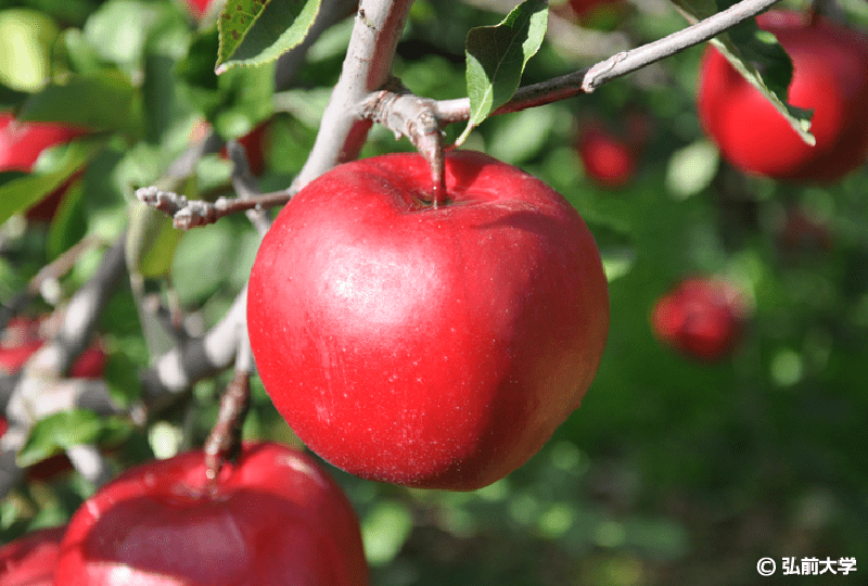 画像：木になるりんご