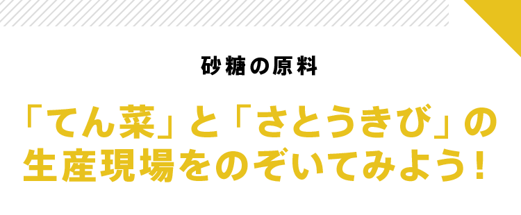 砂糖の原料「てん菜」と「さとうきび」の生産現場をのぞいてみよう!