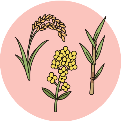 イラスト:資源作物