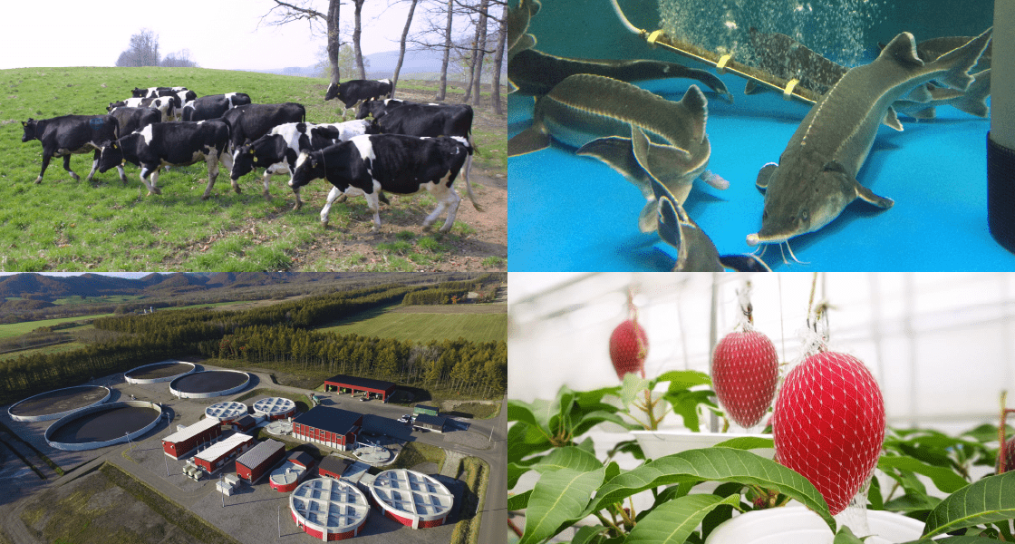 写真:バイオマス発電イメージ