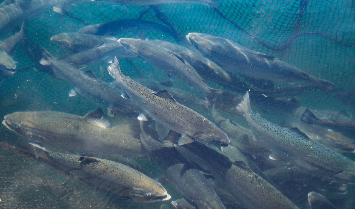 画像：サクラマス