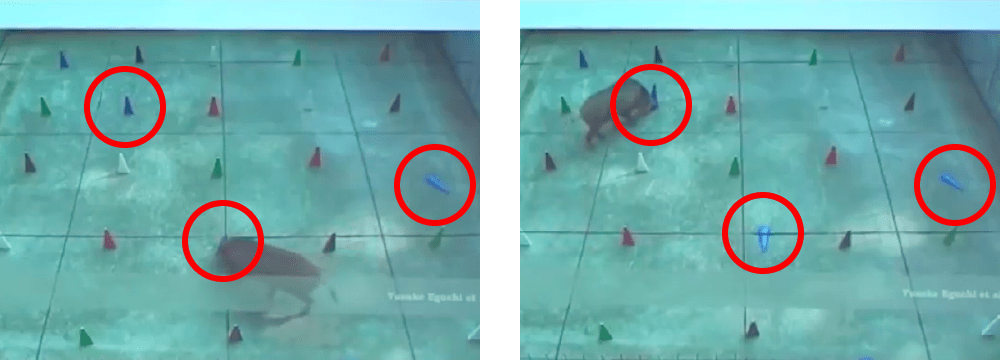 イノシシの行動の画像