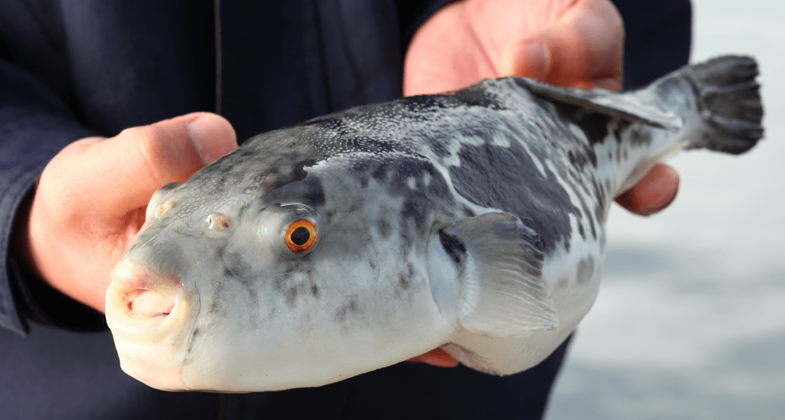 写真：トラフグイメージ