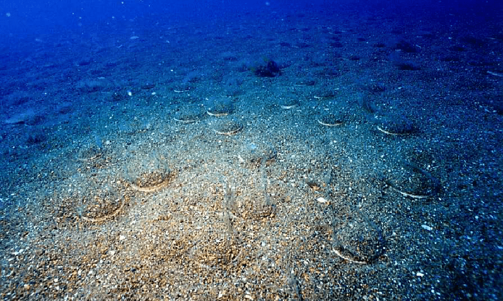 画像：ほたてのイメージ画像