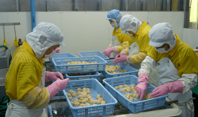 画像：手作業で殻から貝柱を外す