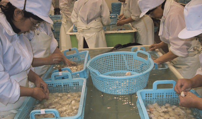 画像：カゴにいれて滅菌した海水で洗浄