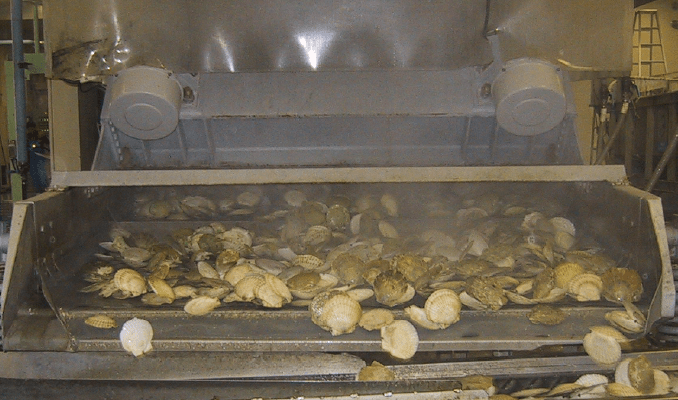 画像：ベルトコンベアでスチーマーに運び、殻ごと蒸し上げる