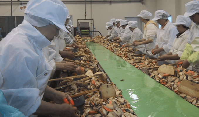 画像：ミミやウロなどを、手作業で慎重に取り除く