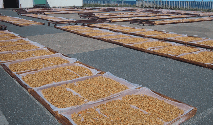 画像：天日干し