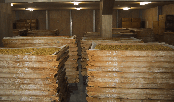 画像：安養室で寝かせてじっくり熟成