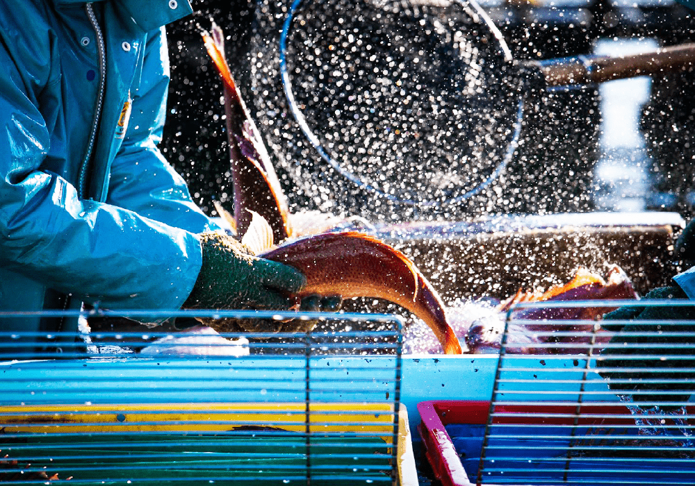写真:養殖イメージ