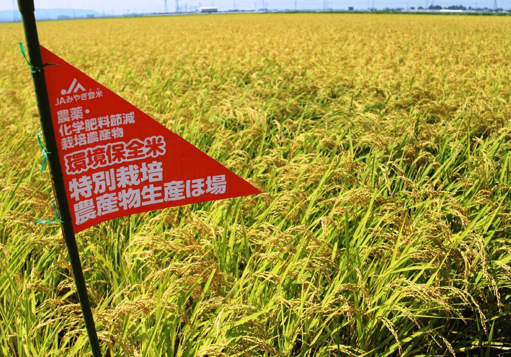 写真:環境保全米